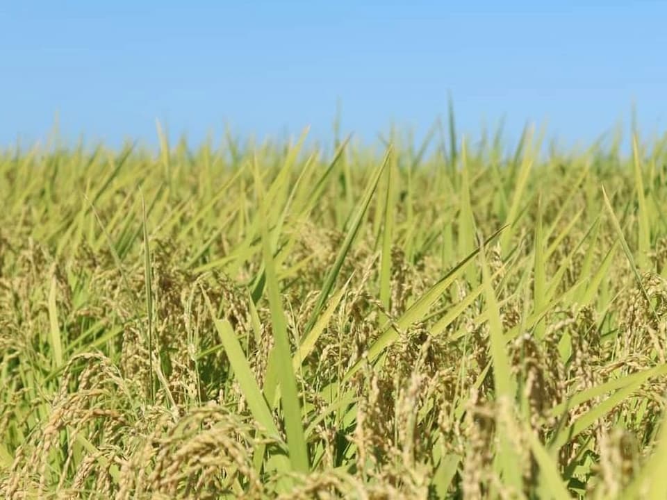 A rice field of the sake rice used by Sasaiwai Shuzo, grown locally in Niigata City.