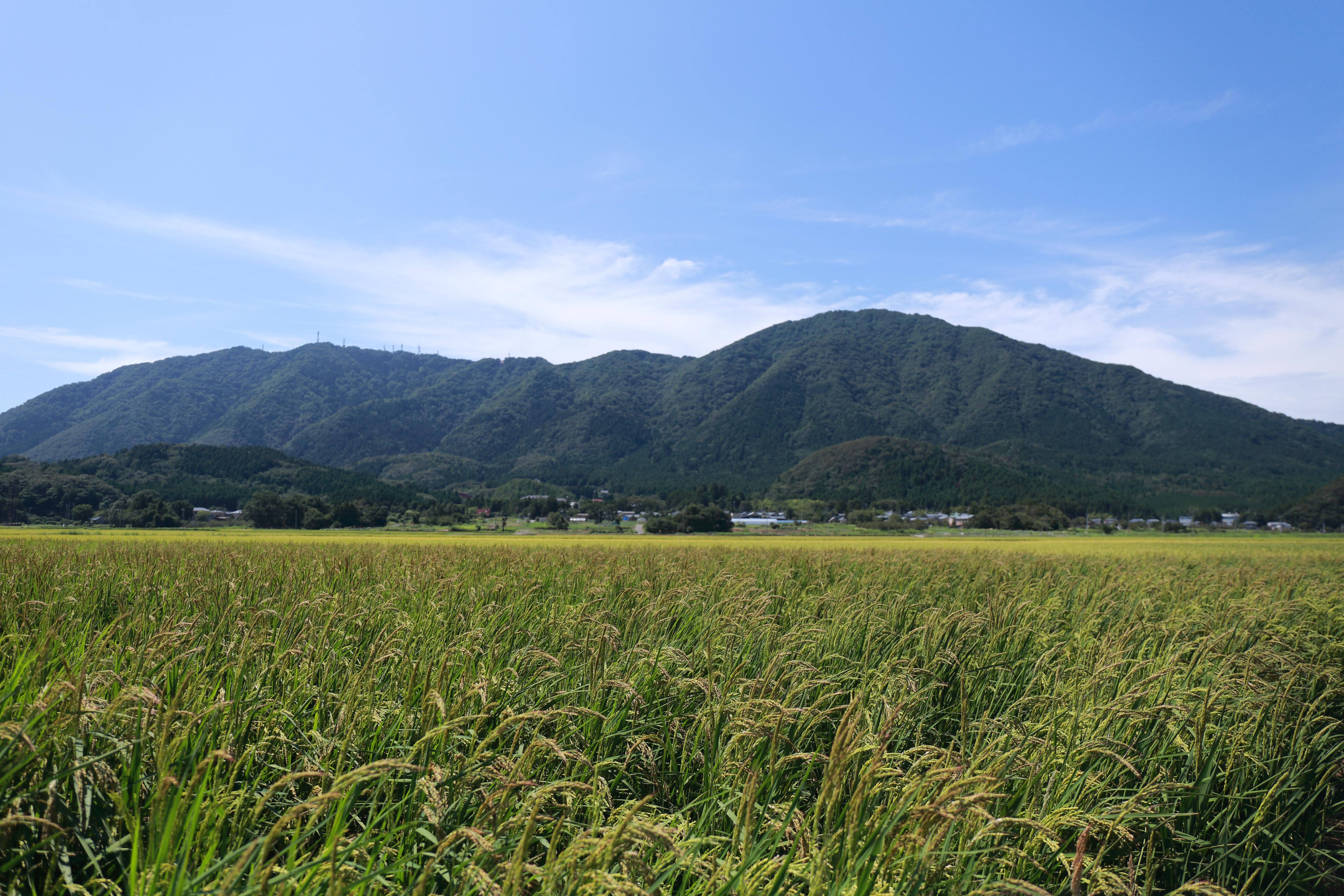 Yahiko Shuzo Co.,Ltd