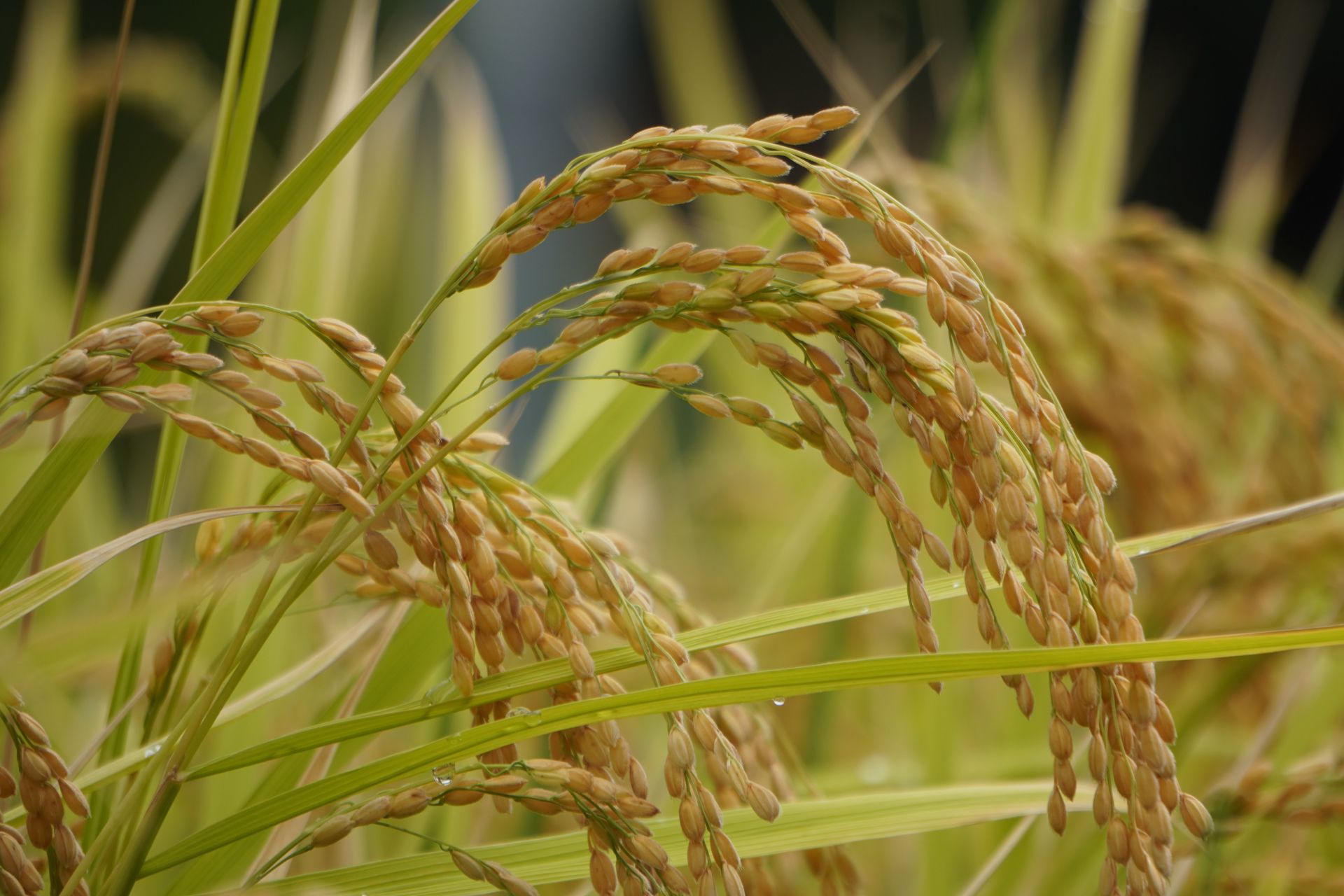 Rice ears growing in a Nagaoka paddy used for the brewery's sake rice