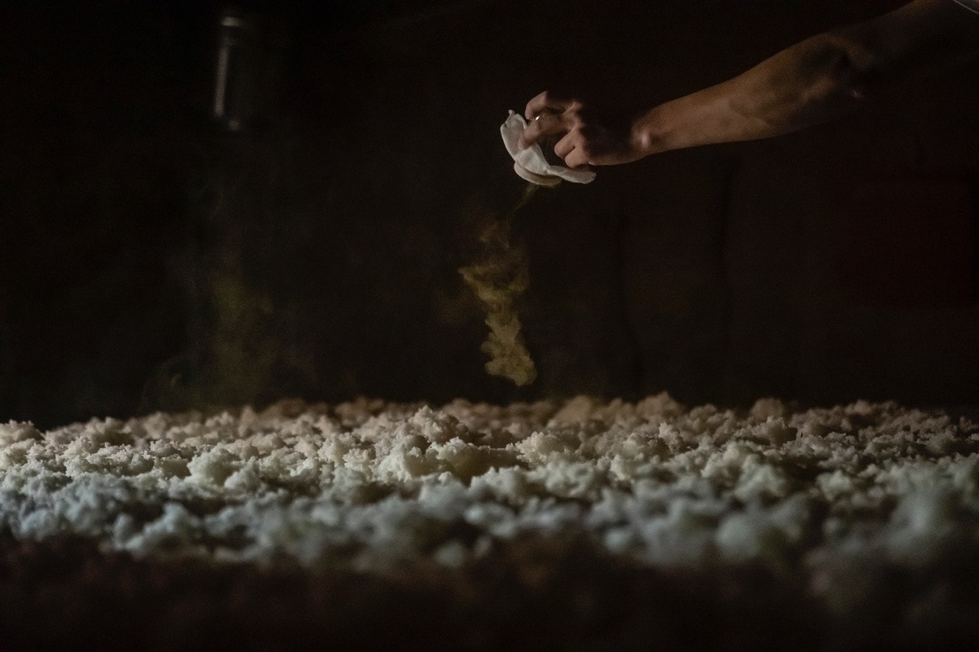 Koji spores being sprinkled by hand over steamed rice, with steam rising