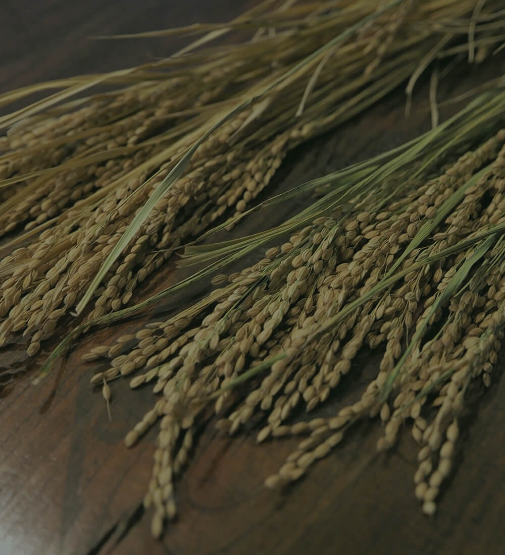 Harvested sake rice ears used in Shimeharitsuru brewing.