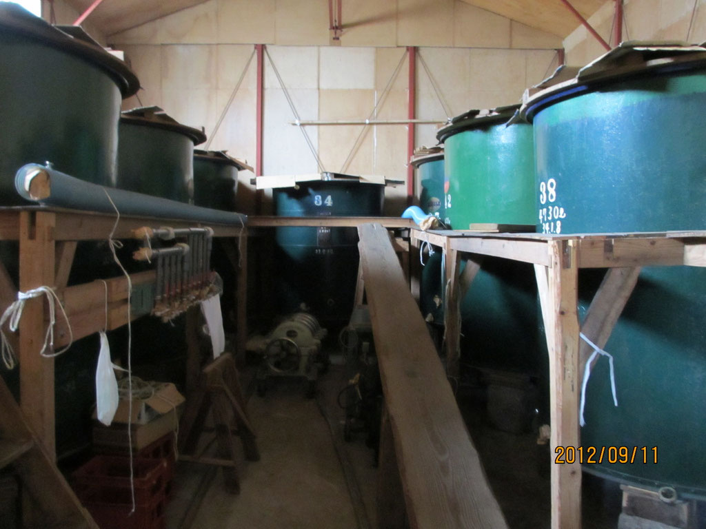 Fermentation tanks (shikomi tanks) inside the brewery.
