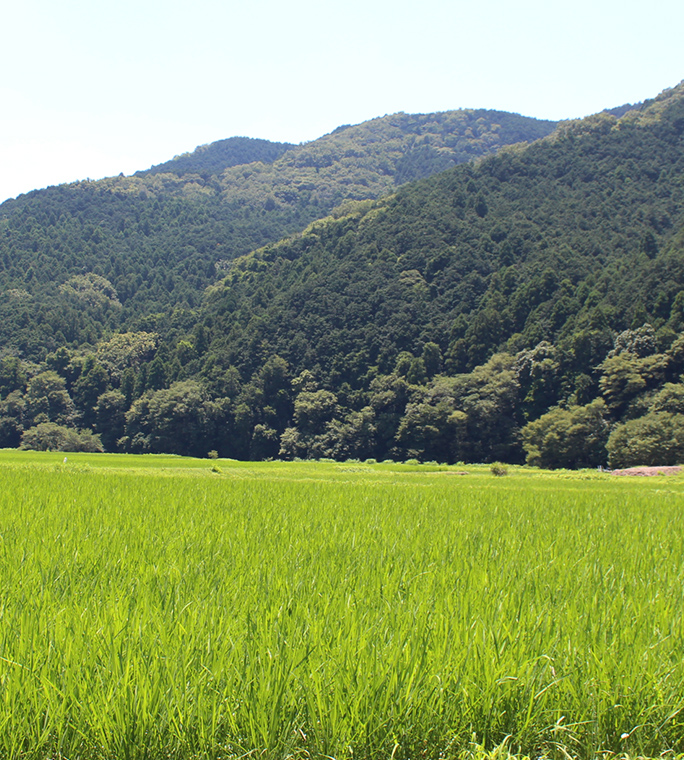 Rice field with mountains in Ogawa-machi