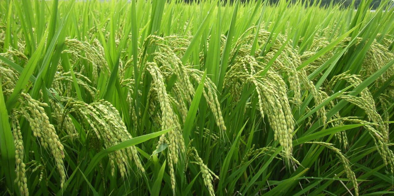 Rice paddy with ripening ears of sake rice used by the brewery.