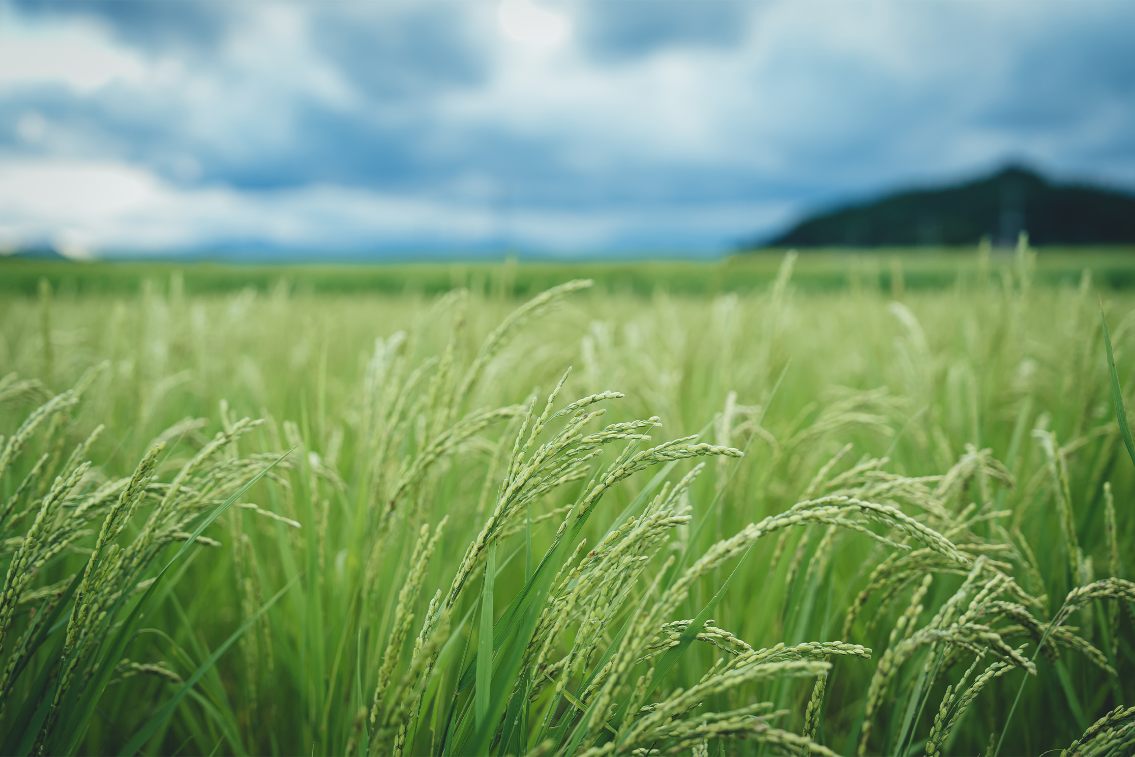 Rice paddy field, likely the Sakura-shi growing area mentioned on product labels.