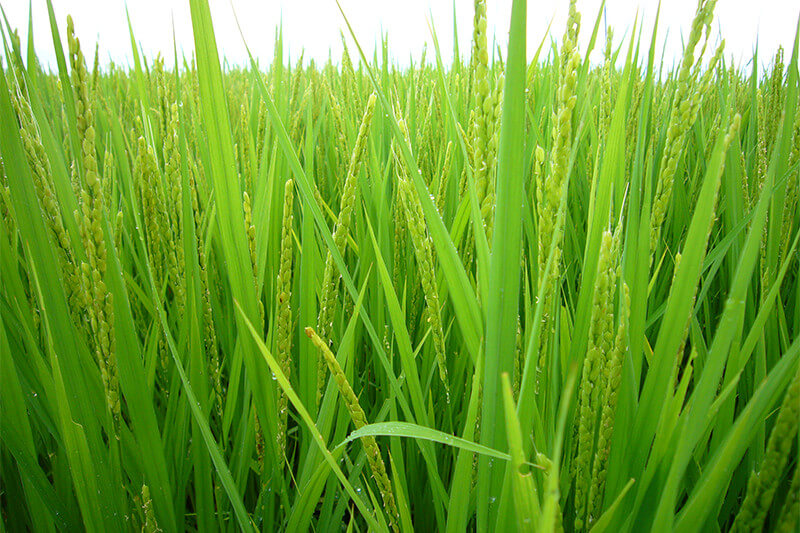 Rice paddies growing the local Kasama rice used for brewing.