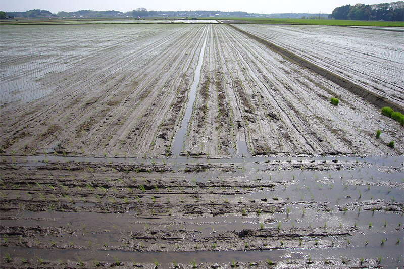 Flooded rice fields in the brewery's local growing area.