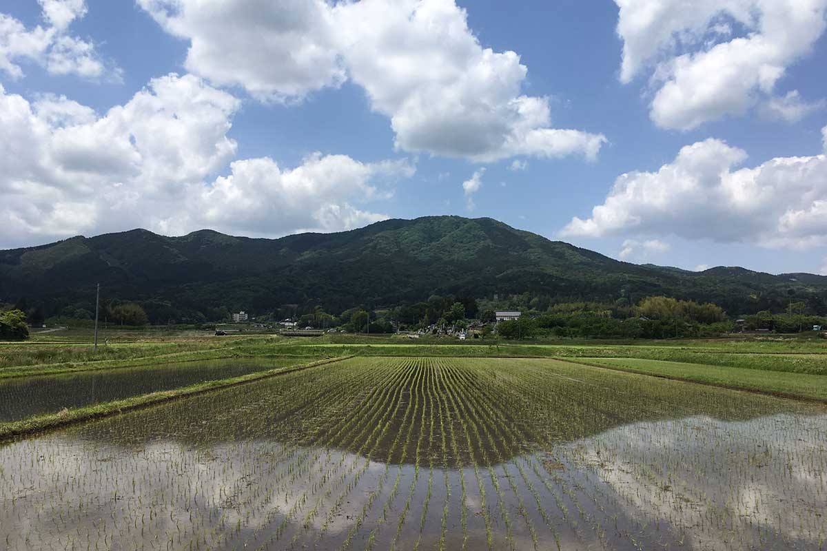 Rice paddies near the brewery in Kasama, Ibaraki, with the surrounding mountains in the background.