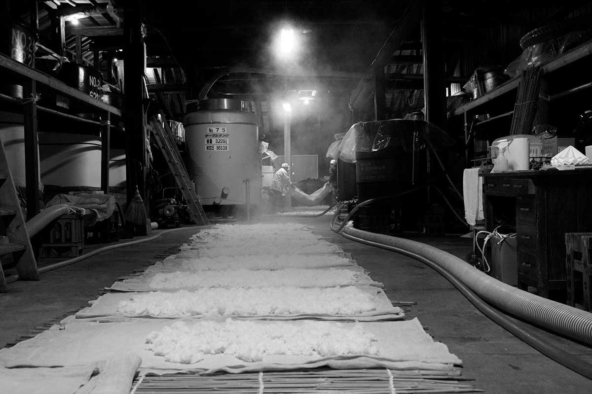 Steamed rice spread out to cool inside the brewery during the koji-making process.