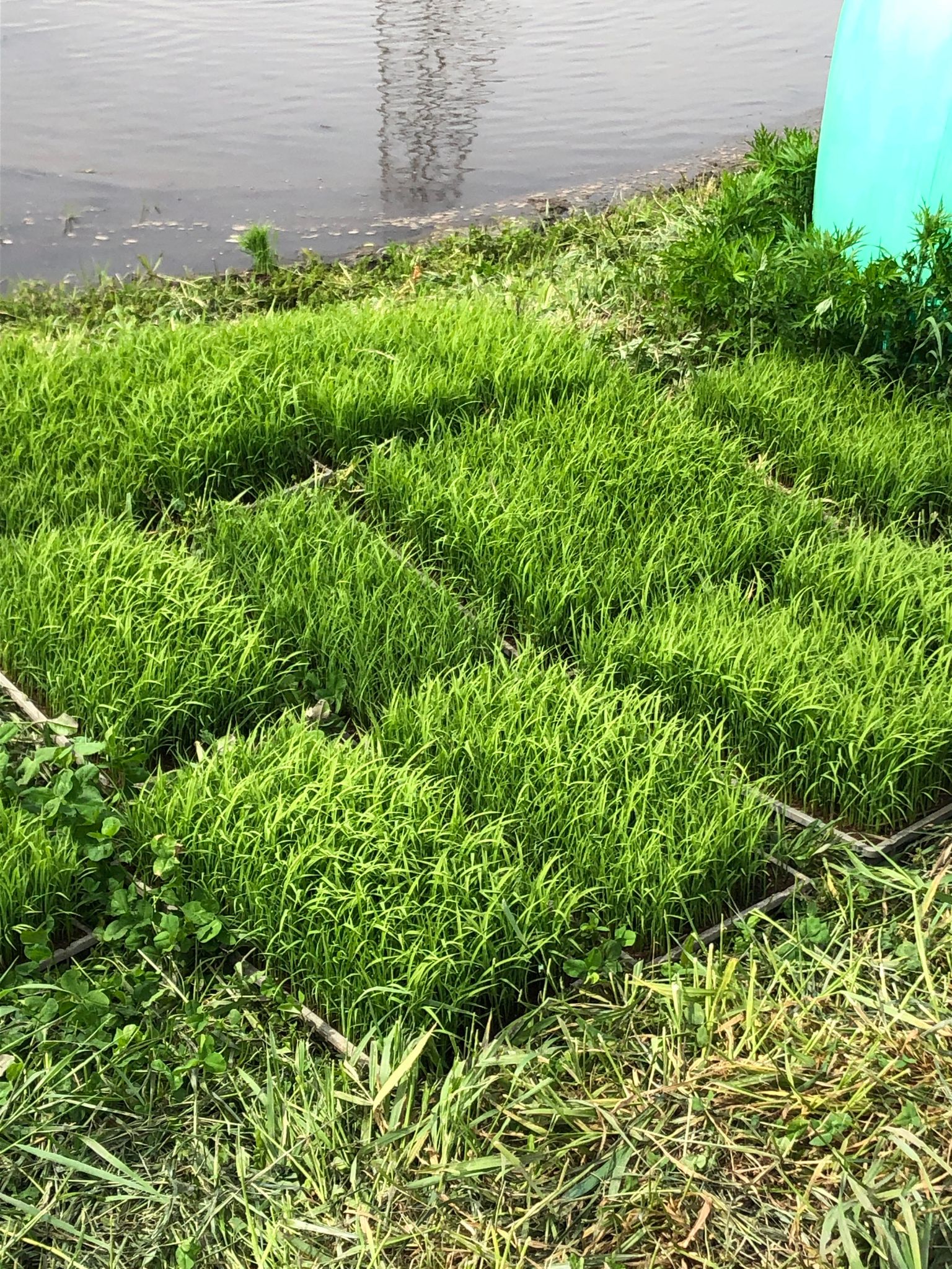 A close-up view of the rice paddy where the brewery's local sake rice is grown.
