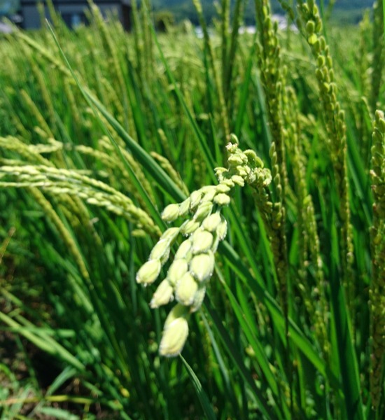 Rice ears ripening in the field, part of the brewery's local rice-growing project.