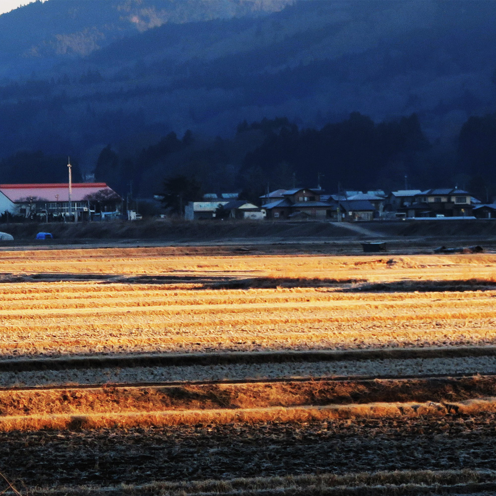 Harvested rice paddies near the brewery at dusk, with surrounding mountains