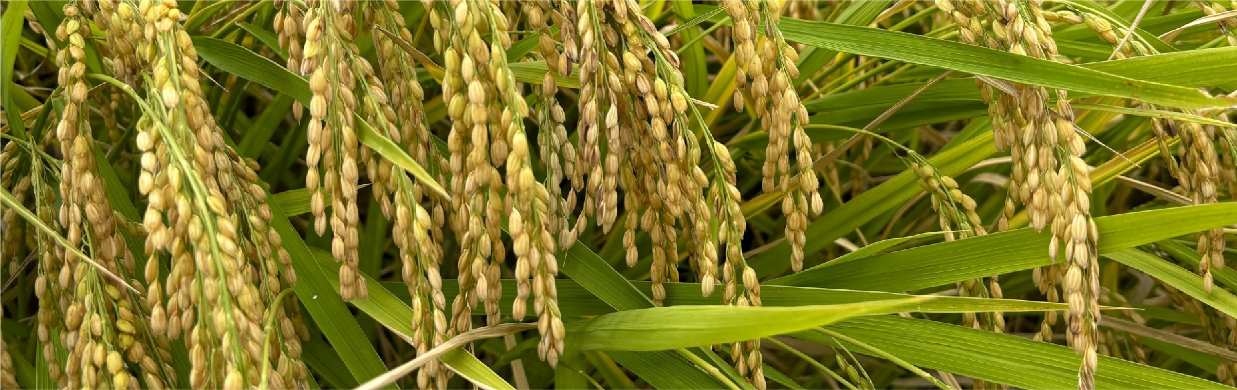 Close-up of ripened rice ears used for sake brewing