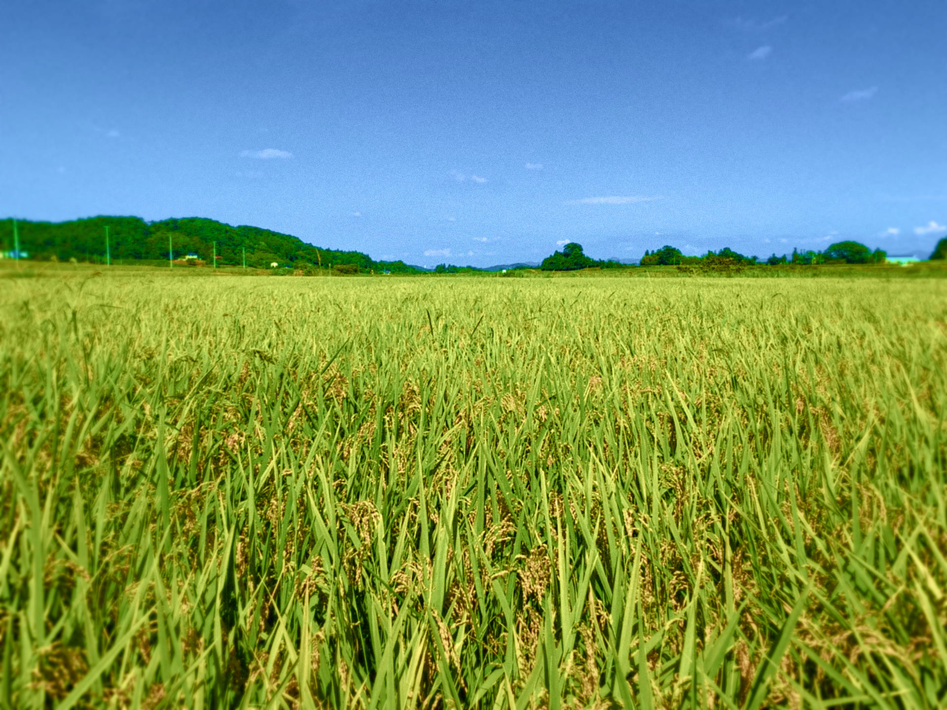 Rice paddy field near the brewery in Motomiya, Fukushima