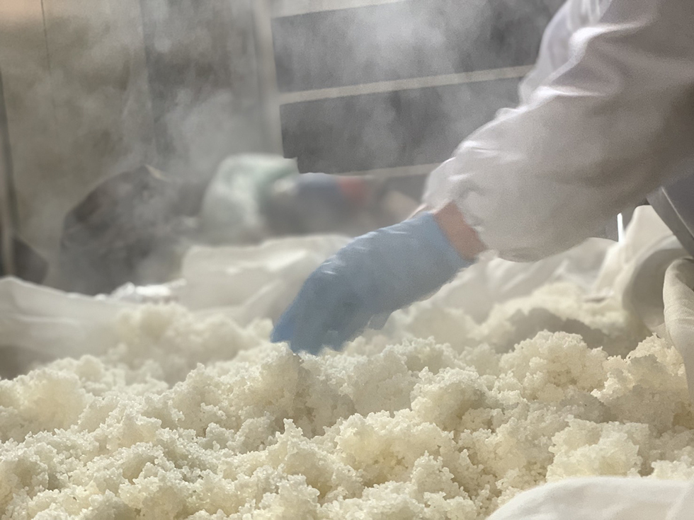 Brewery staff handling freshly steamed rice in the koji room