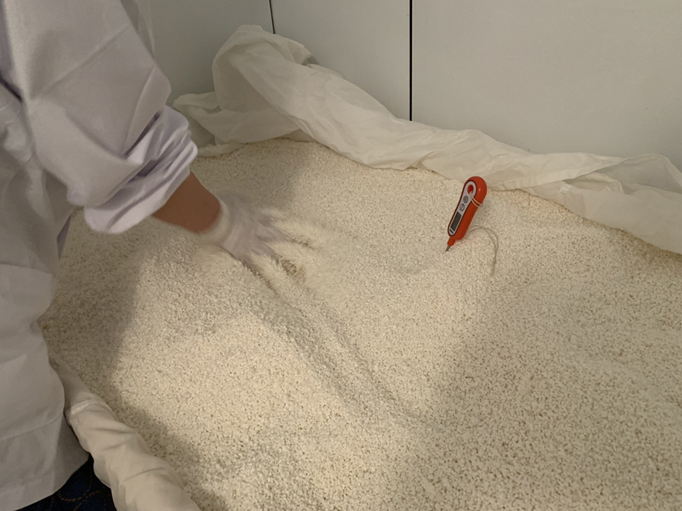 Checking koji rice temperature during production