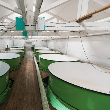Interior view of the fermentation tank room lined with rows of large green moromi tanks.