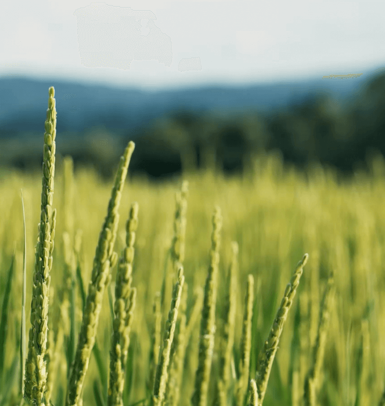 Close-up of ripening rice ears in a paddy field near the mountains, used for sake brewing.