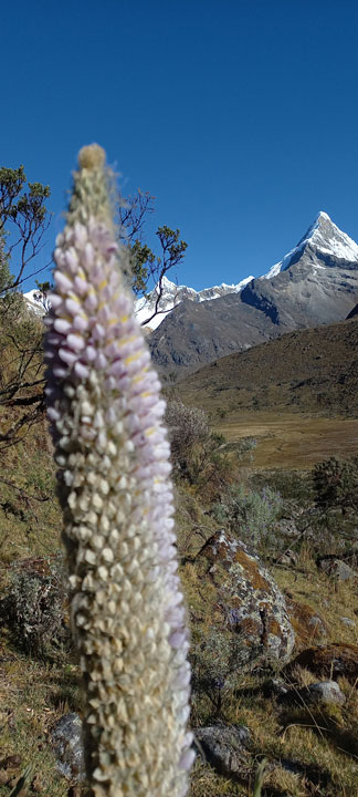 Lucio Huayhua Expeditions - Vista del Nevado Artesonraju