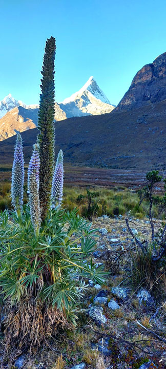 Lucio Huayhua Expeditions - Vista del Nevado Artesonraju