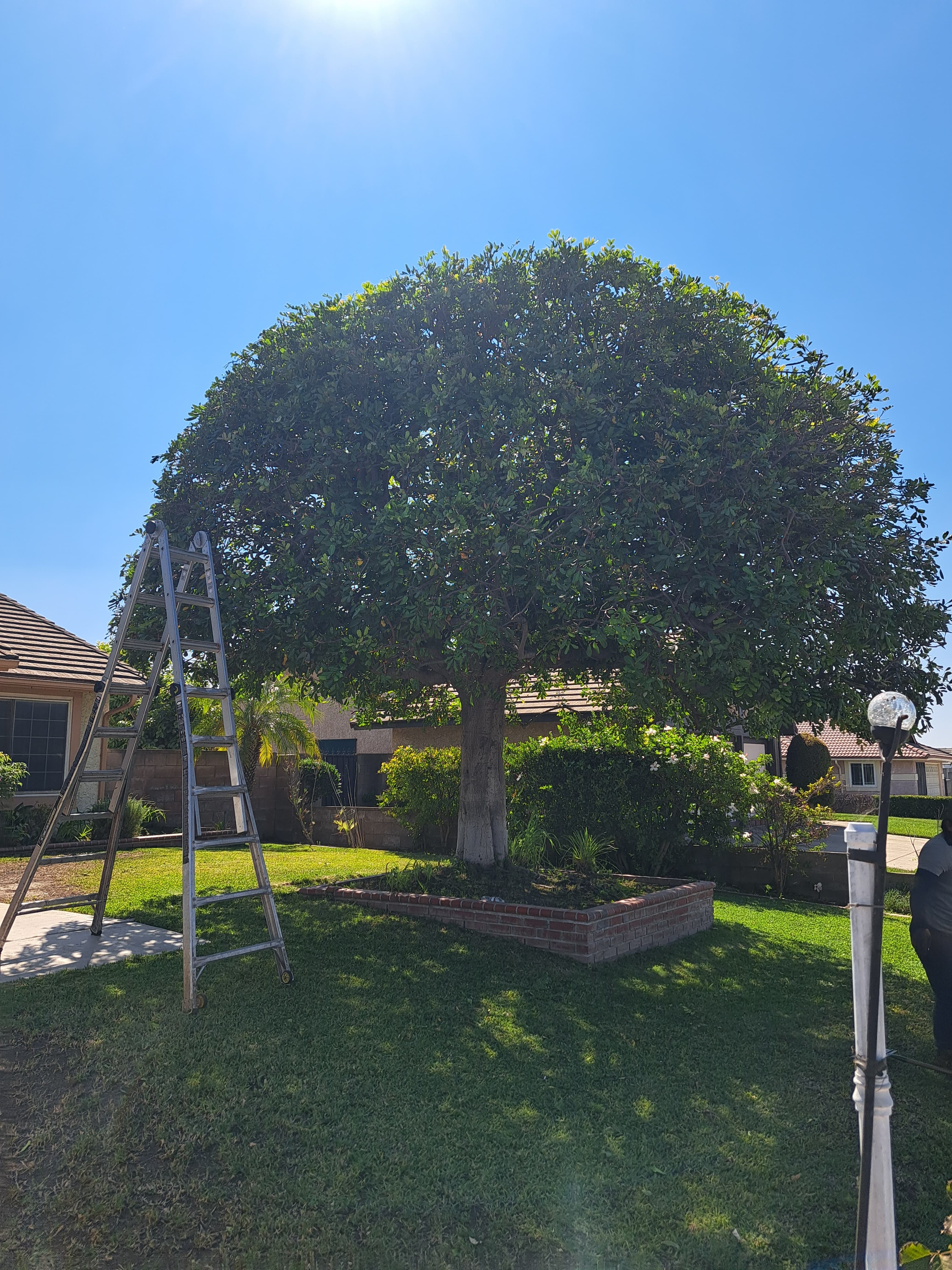 Large Scale Tree Trimming