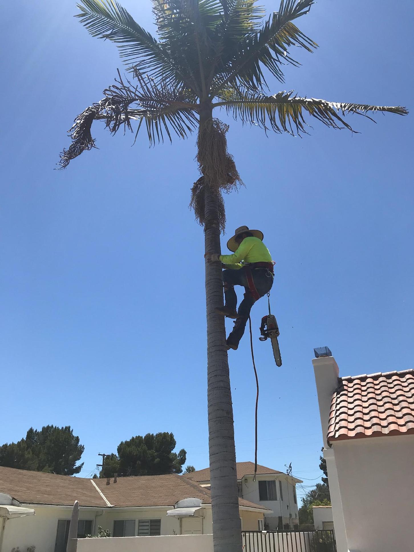 Palm tree trimming in action