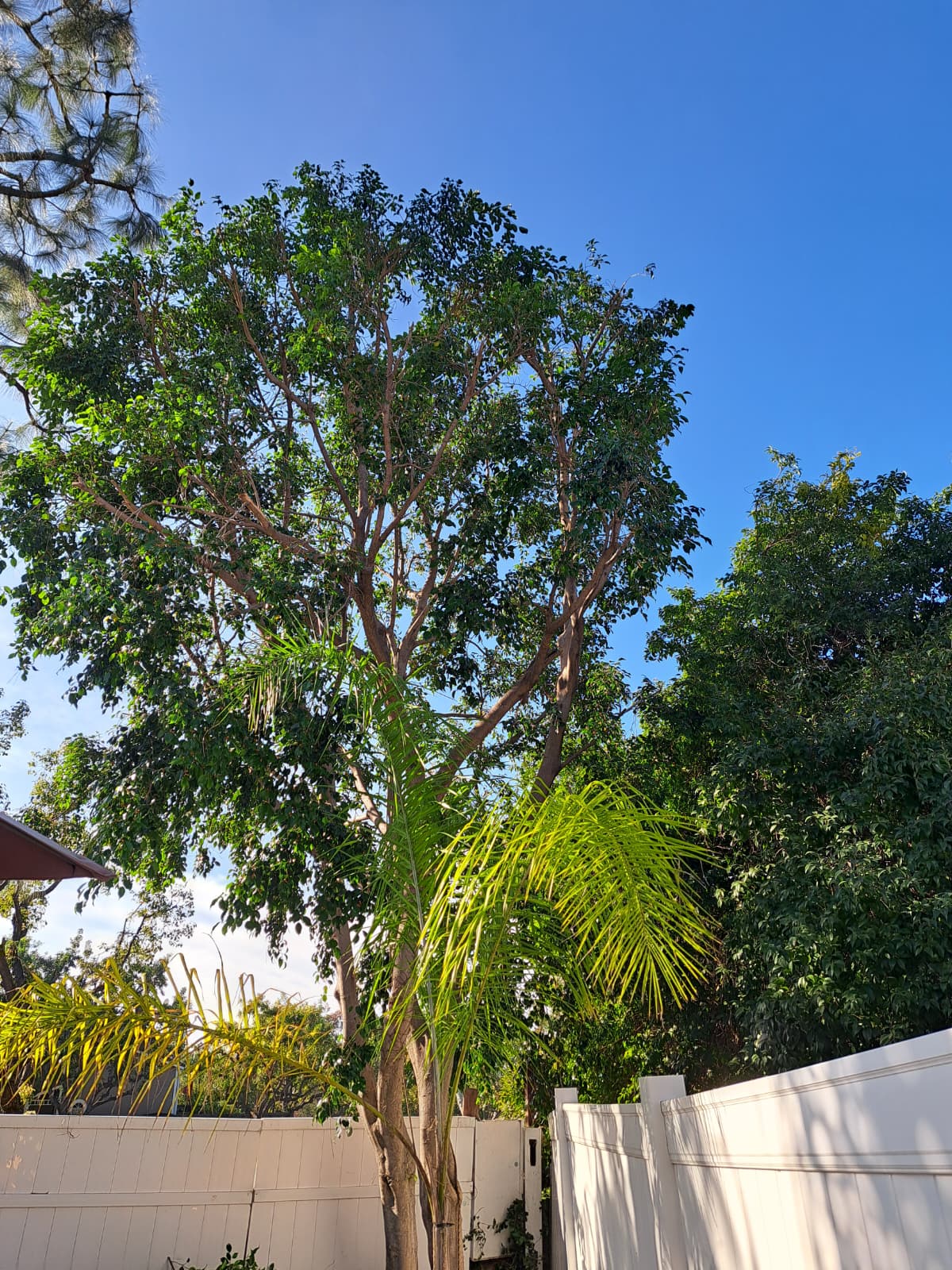 Tree Service After 2