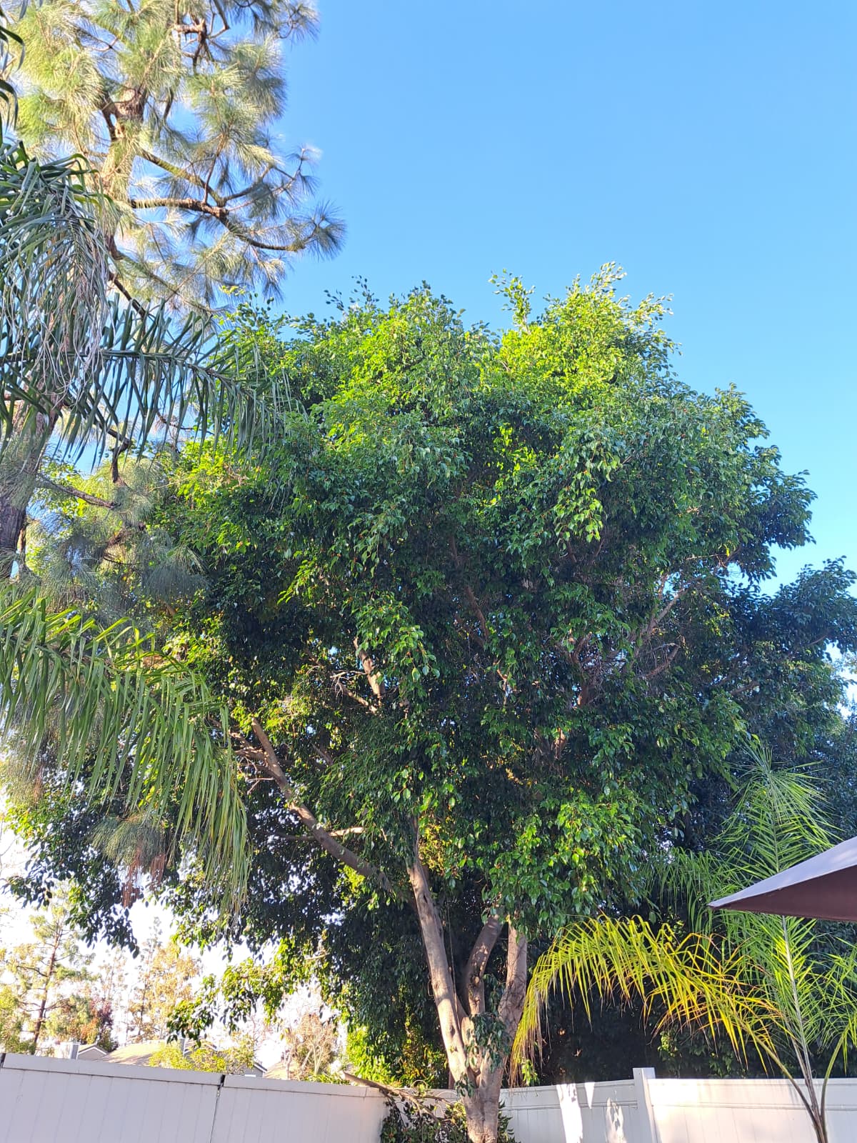 Tree Service Before 2