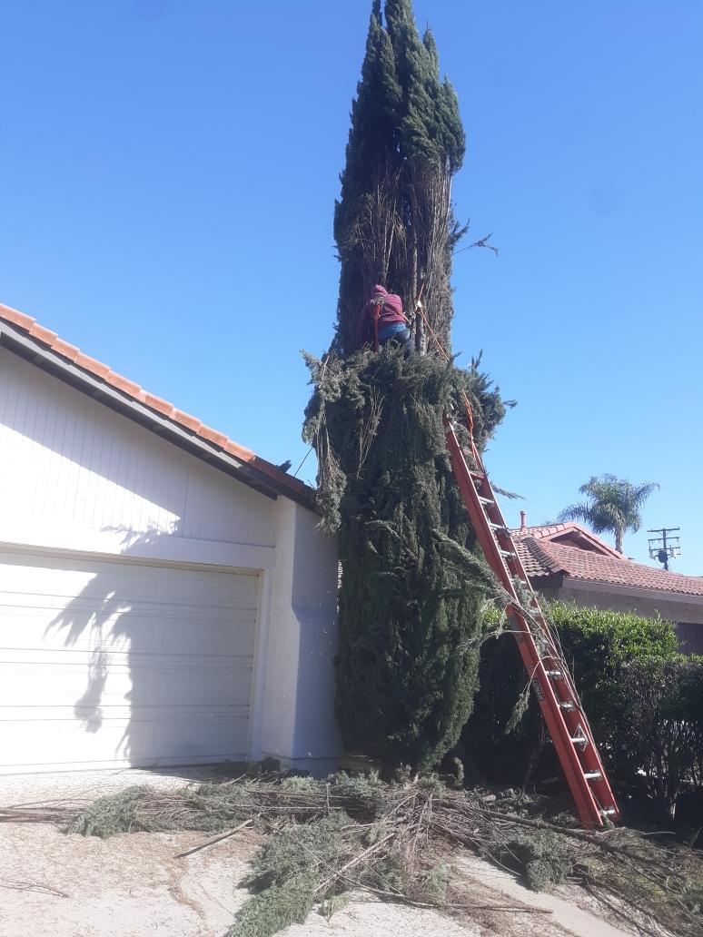 Palm Tree Trimming