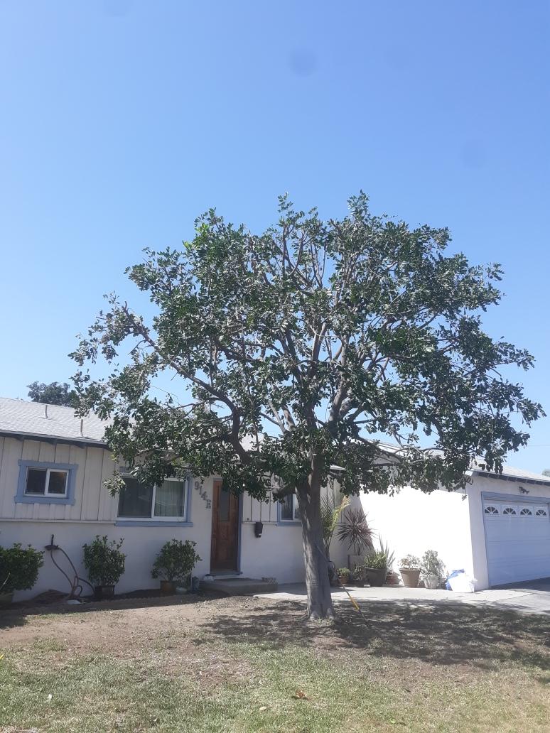 Residential Tree Care