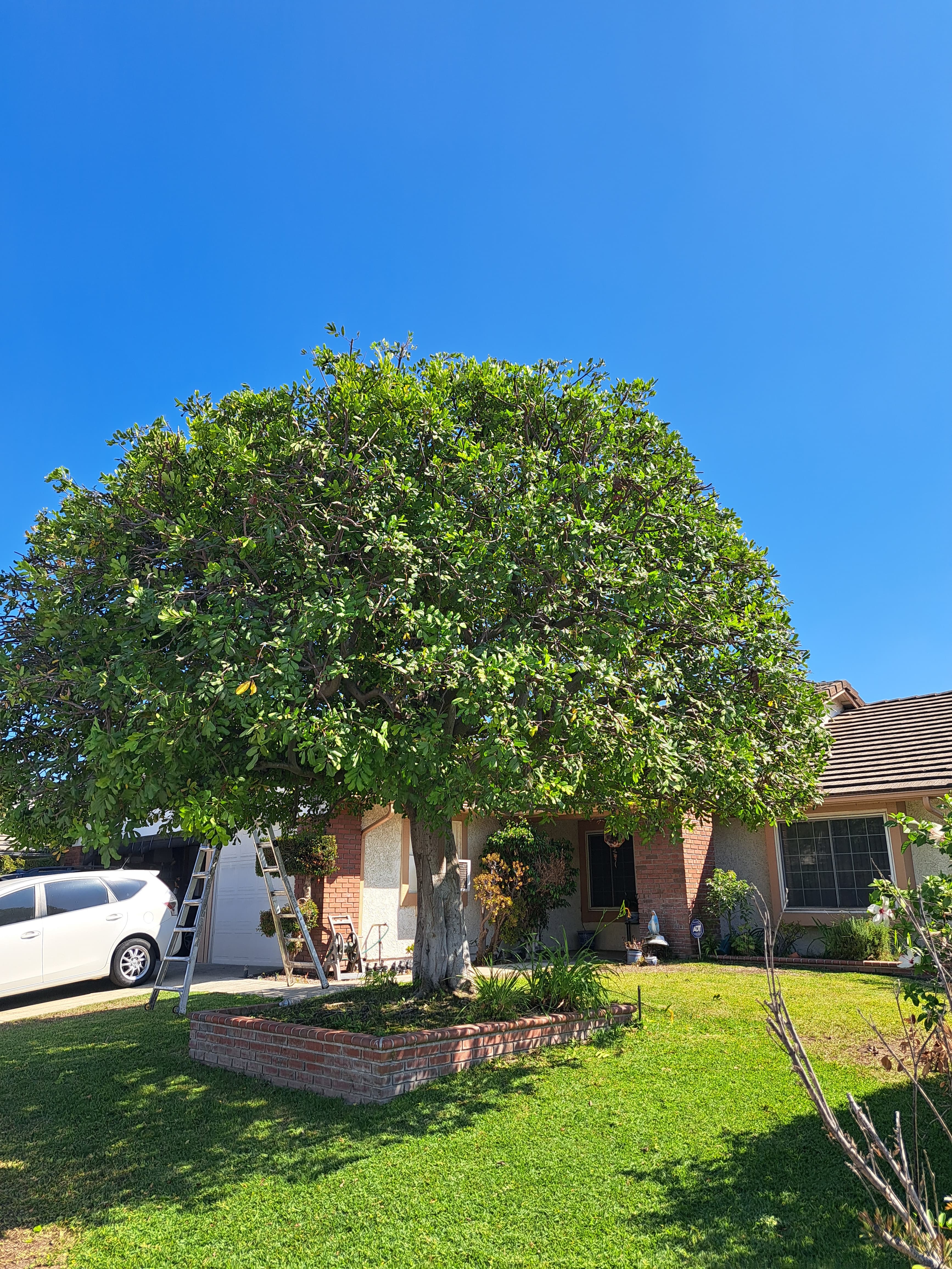 Difficult Tree Removal