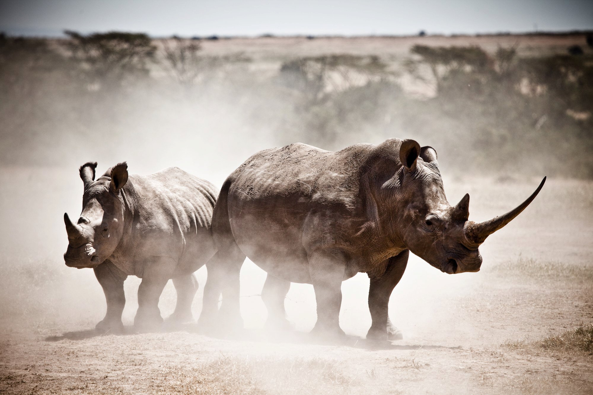 The Safari Collection