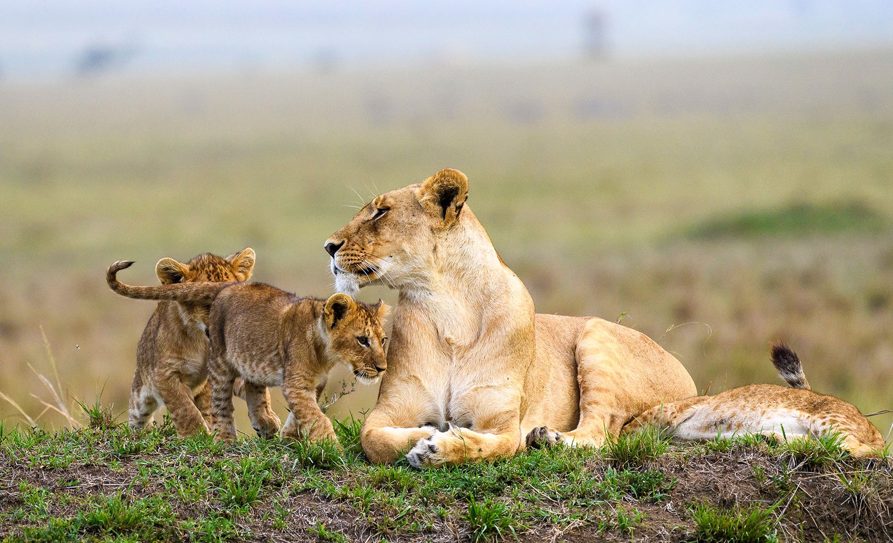Acacia Safaris Uganda 