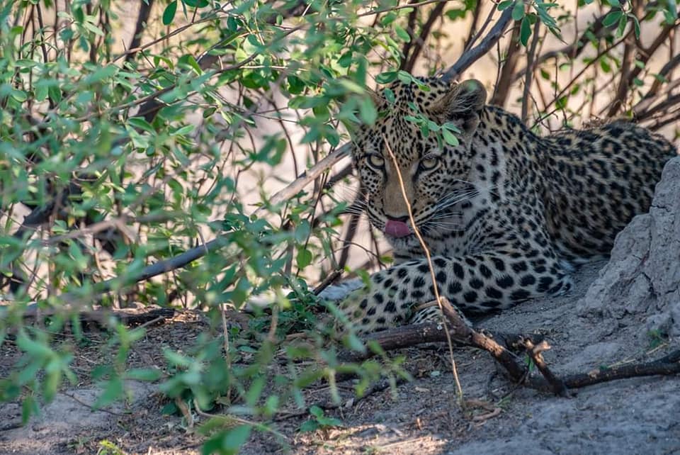 KUBWA FIVE SAFARIS