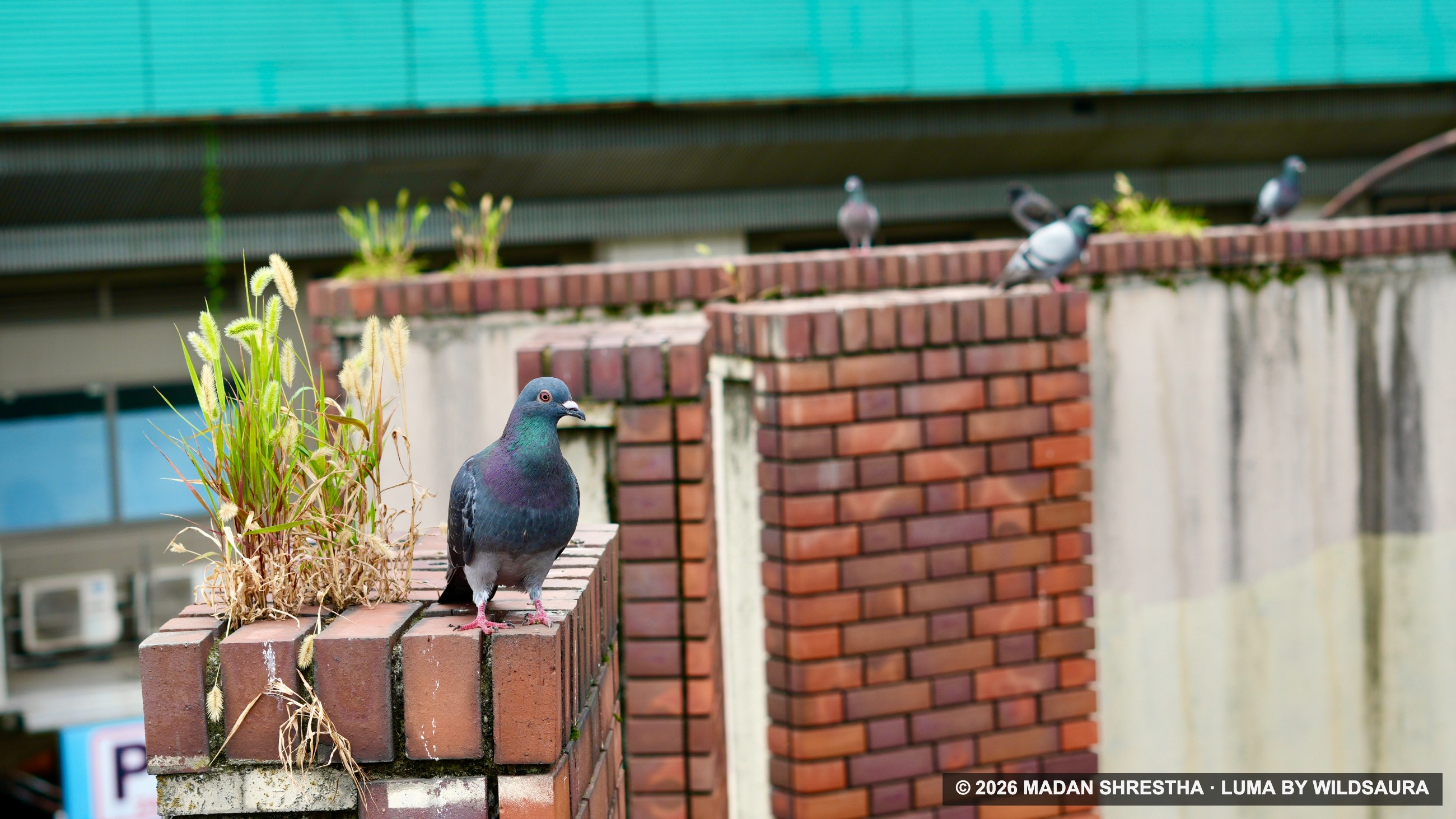A gray pigeon with iridescent neck feathers stands on a red brick wall next to wild grass, with other pigeons visible in the background.
