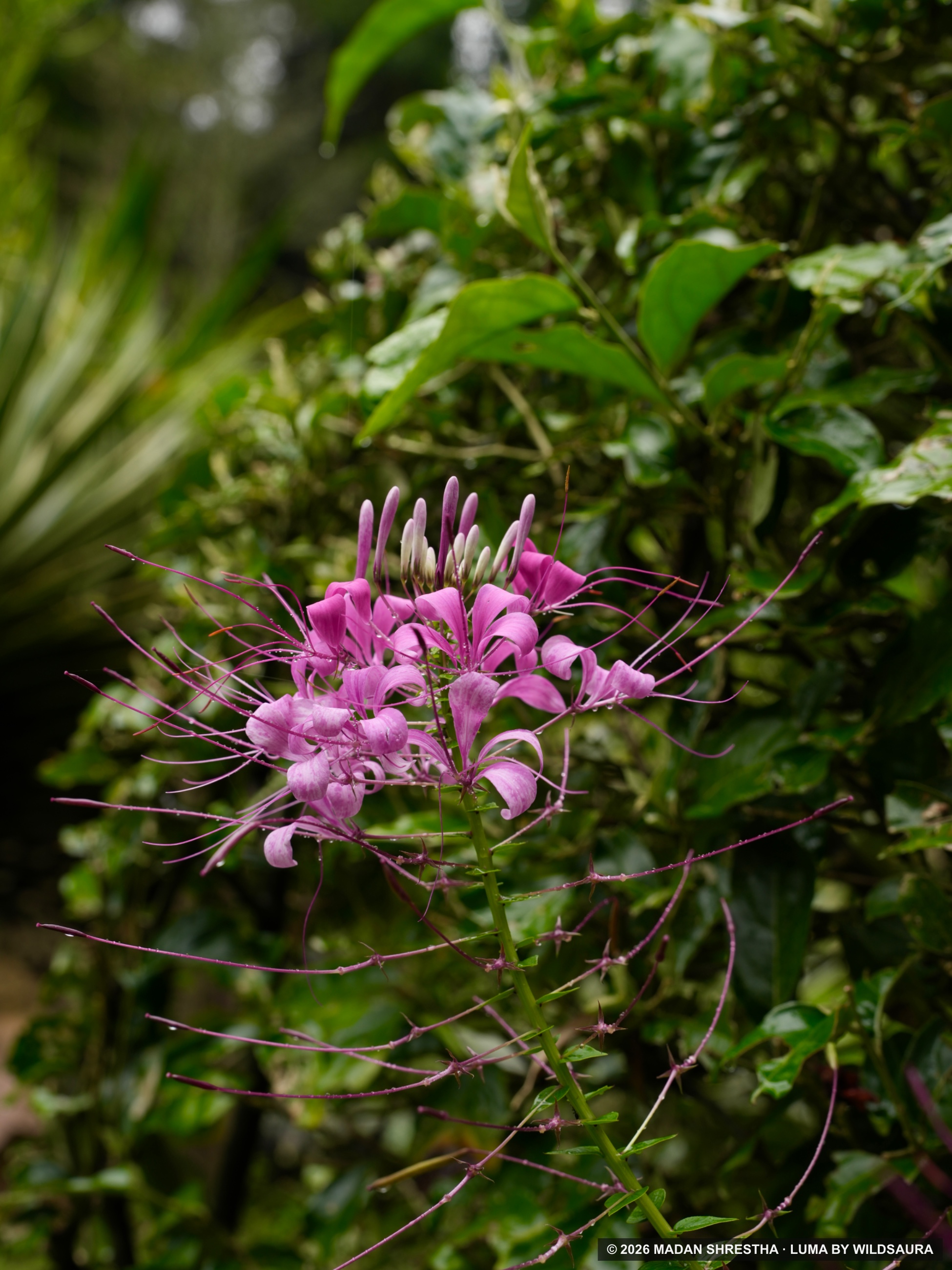 Vibrant pink spider flower in bloom with long stamens covered in tiny water droplets against a green leaves background.