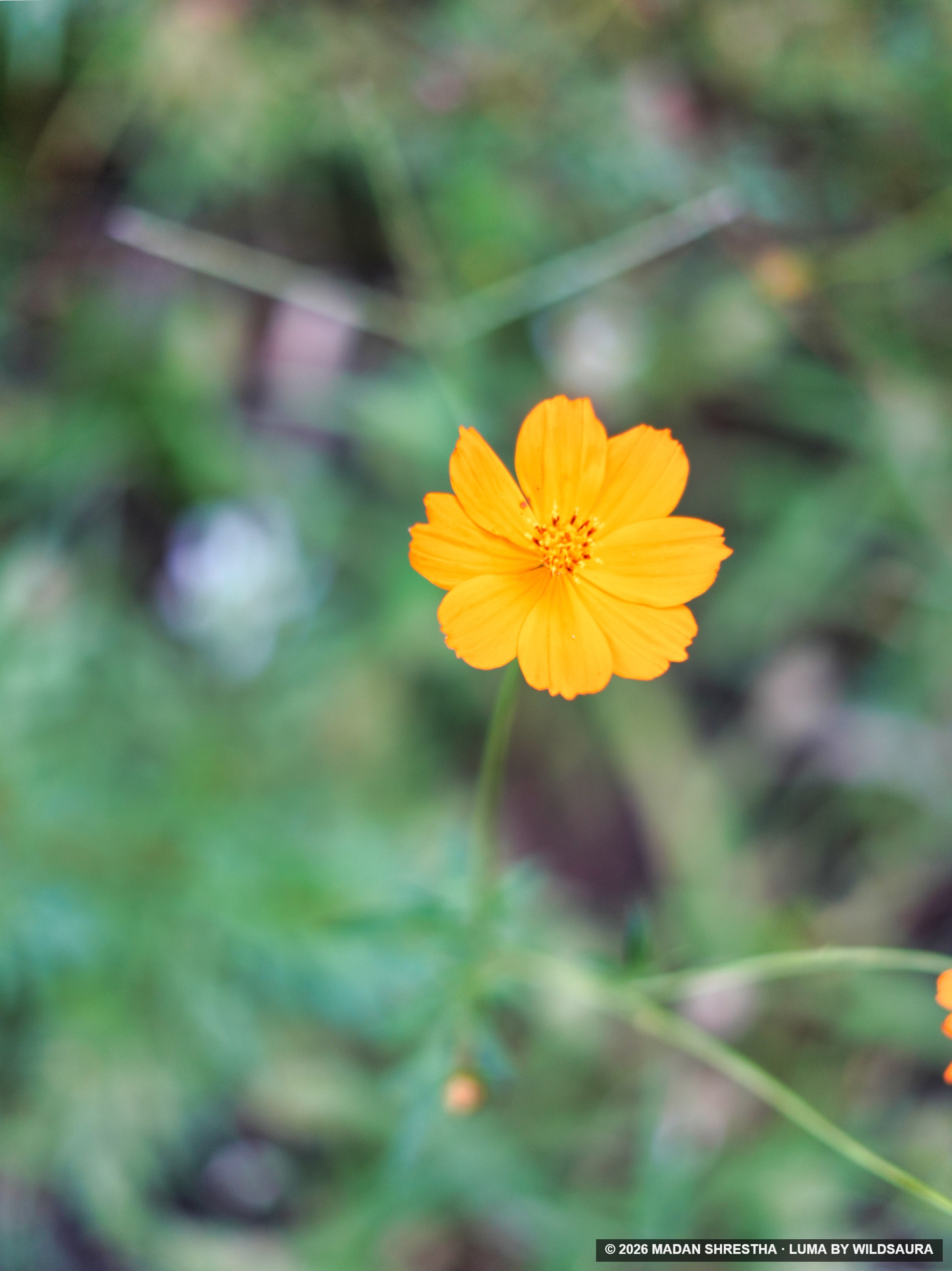 A single orange cosmos flower with a yellow center blooms on a thin green stem against a soft, blurred green garden background.