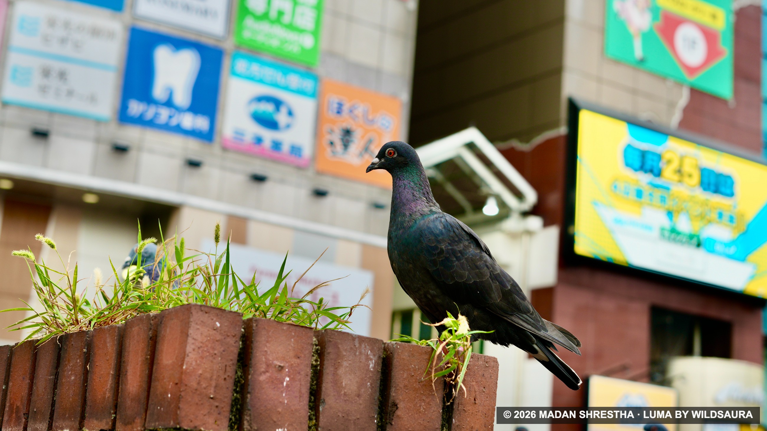 A dark pigeon with an iridescent neck stands on a red brick planter with green grass, in front of blurred Japanese store signs.