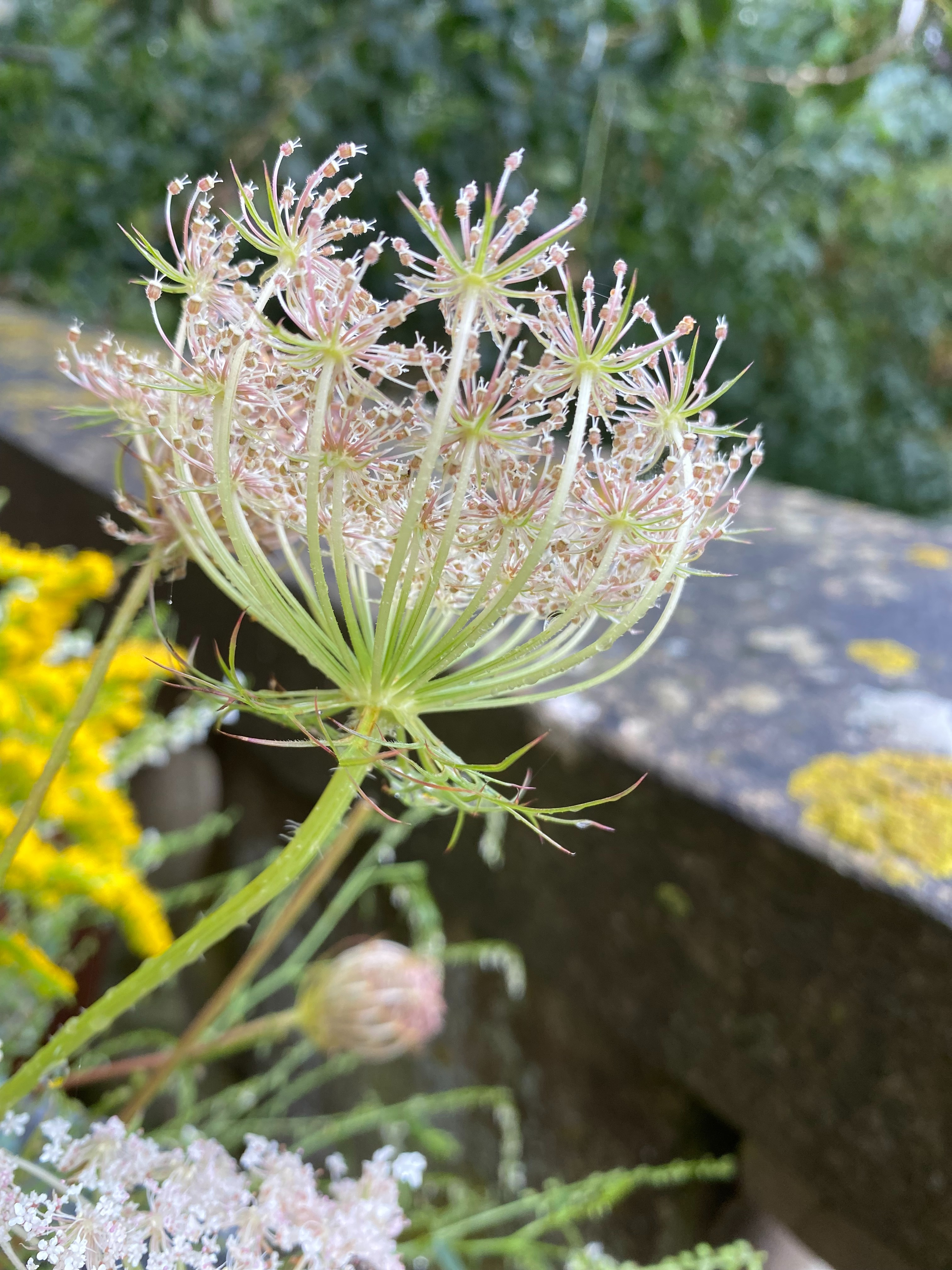 Beskrivende billedtekst