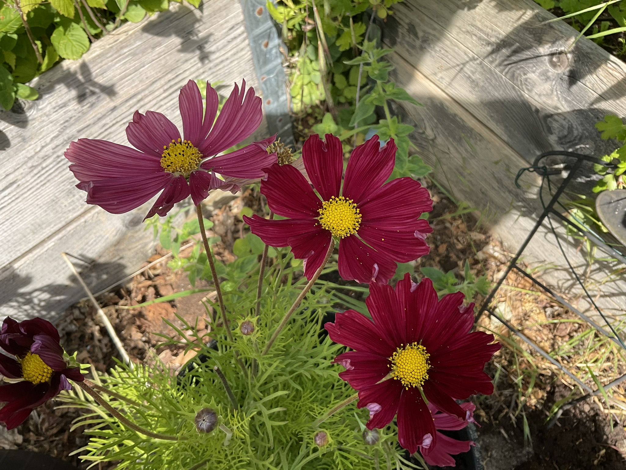 Beskrivende billedtekst