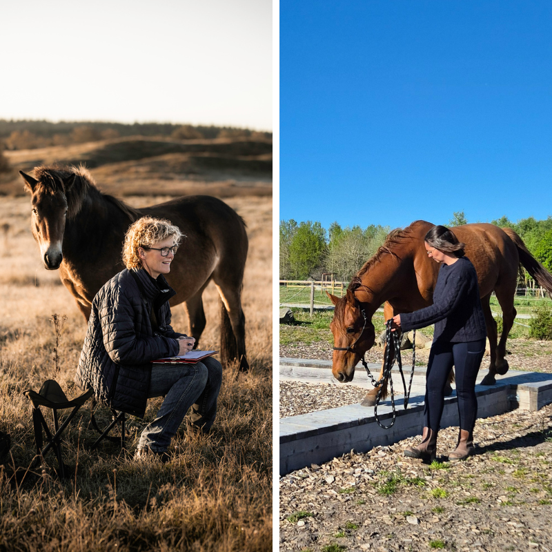 Model Image Model Image