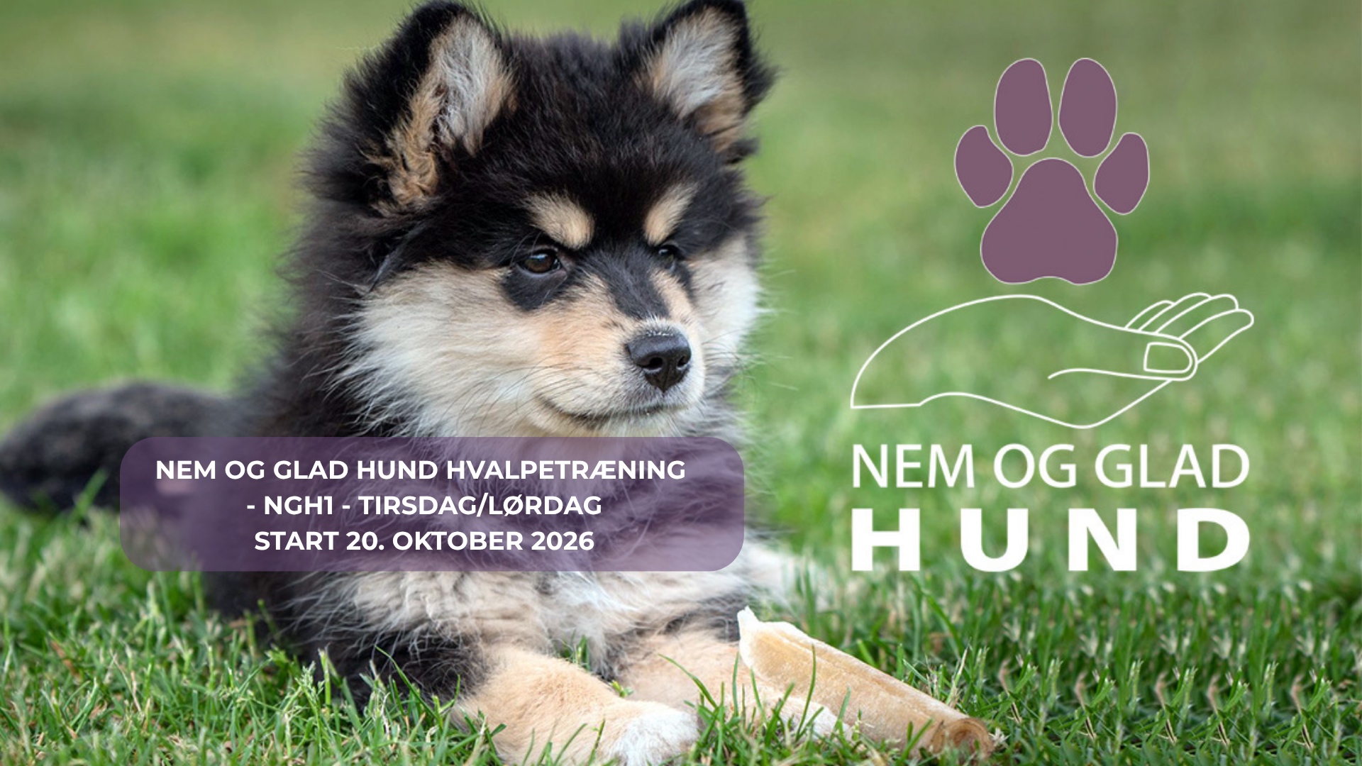 NEM-GLAD-HUND-HVALPETRÆNING-TI-LØ
