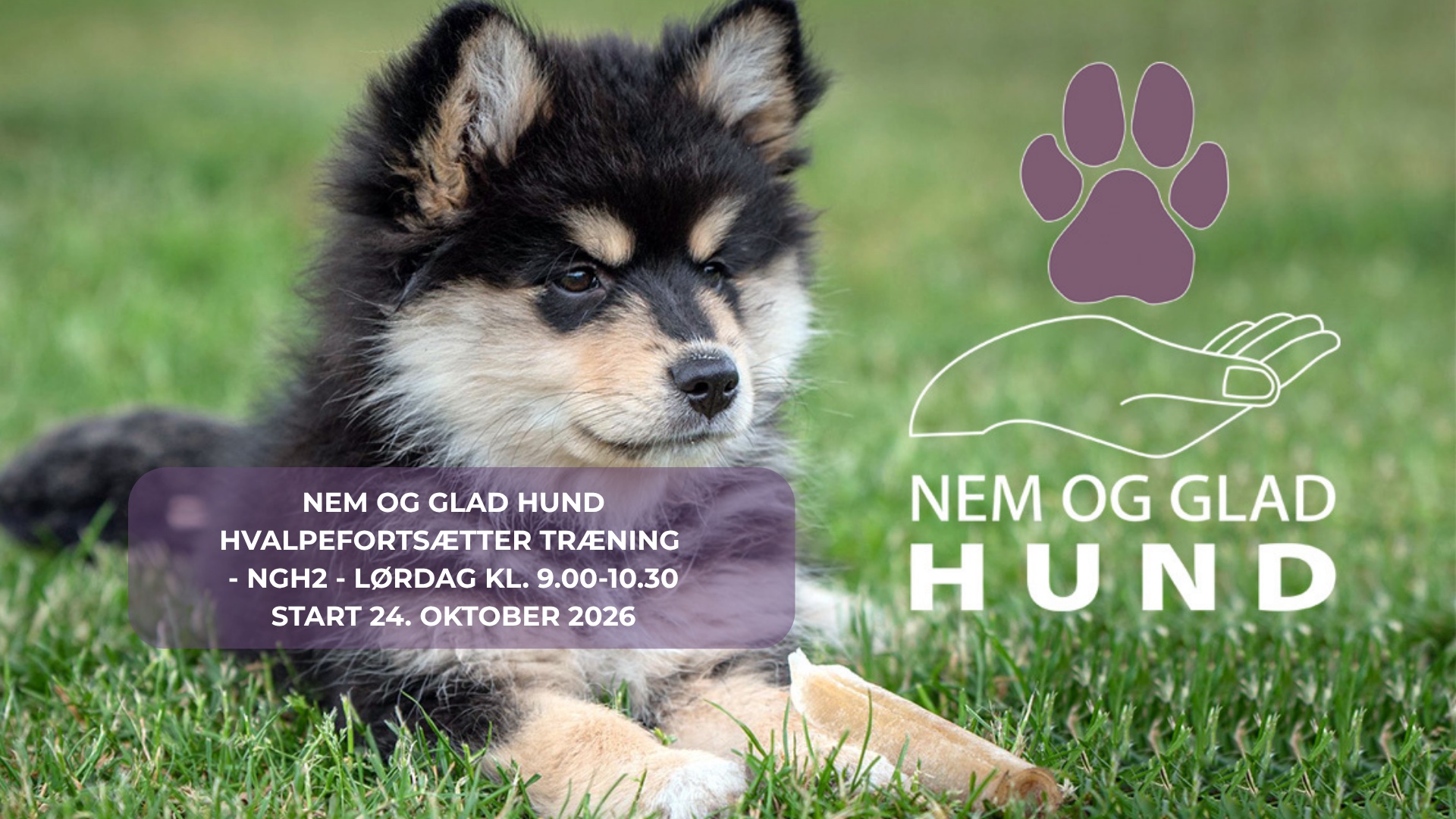 NEM-GLAD-HUND-NGH2