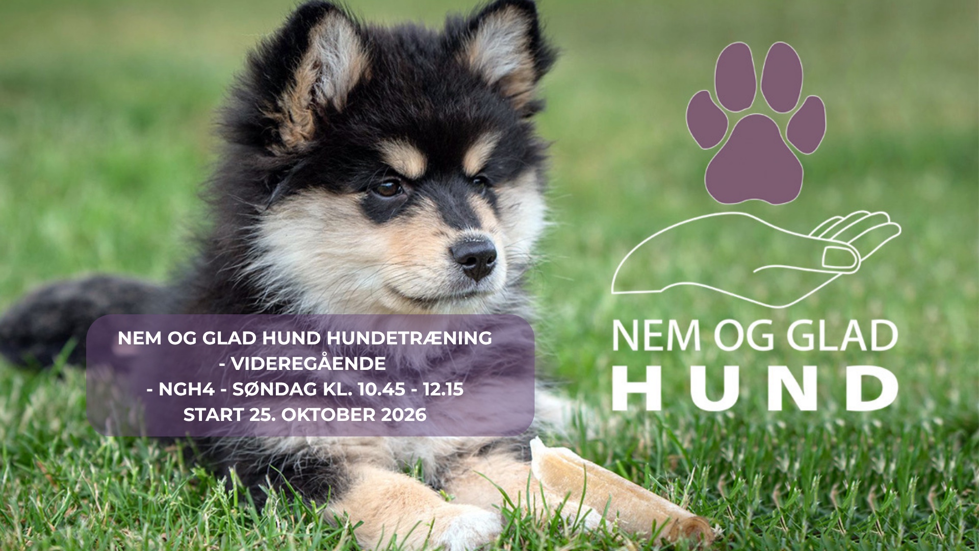 NEM-GLAD-HUND-HUNDETRÆNING-NGH4