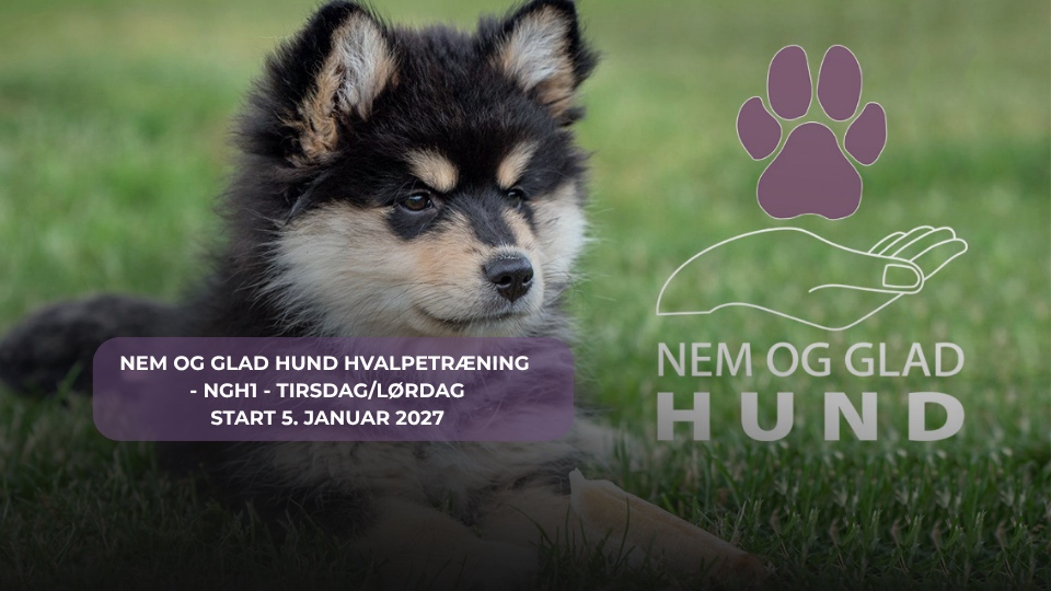 NEM-GLAD-HUND-HVALPETRÆNING-TI-LØ