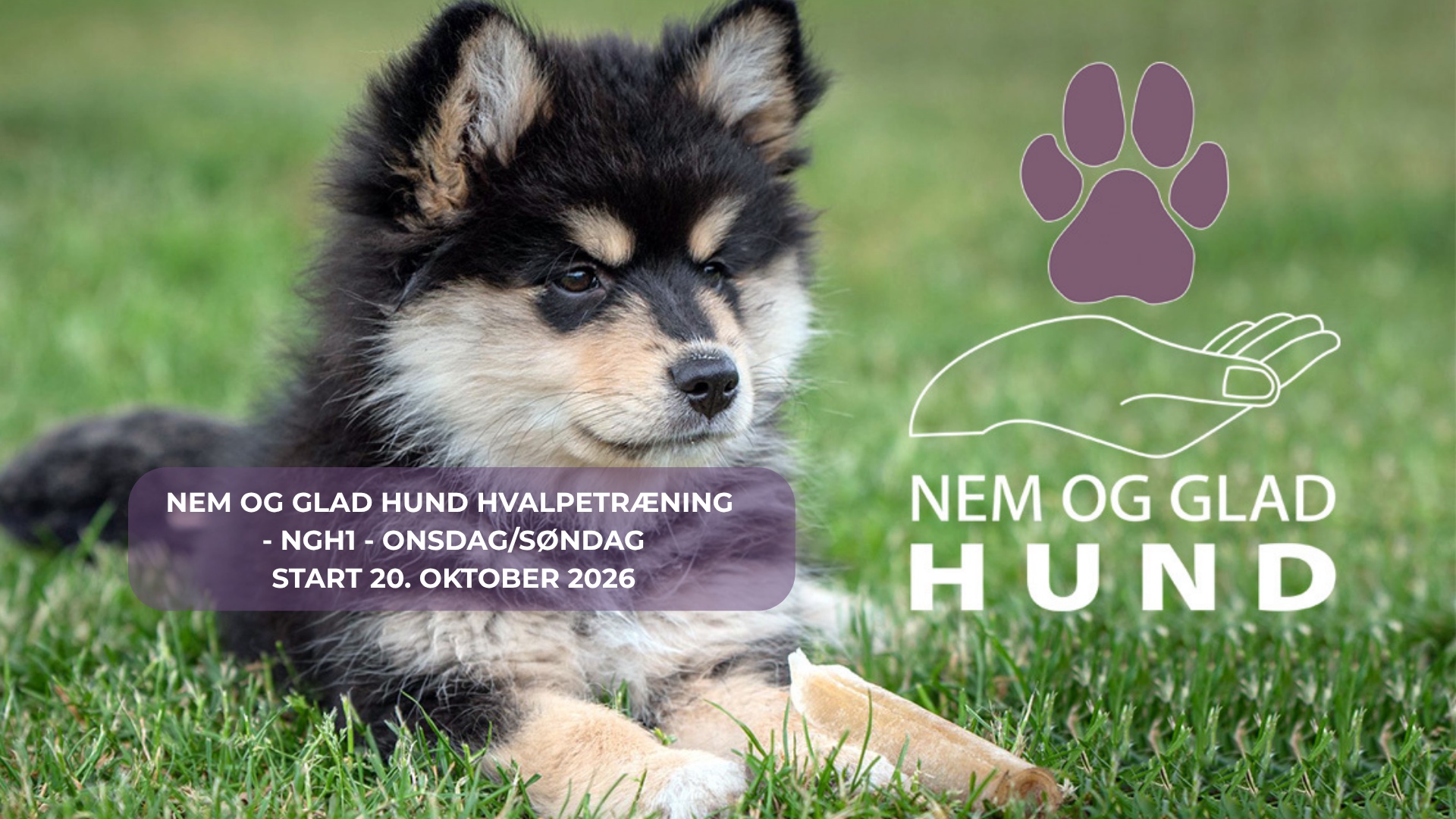 NEM-GLAD-HUND-HVALPETRÆNING-ONS-SØND