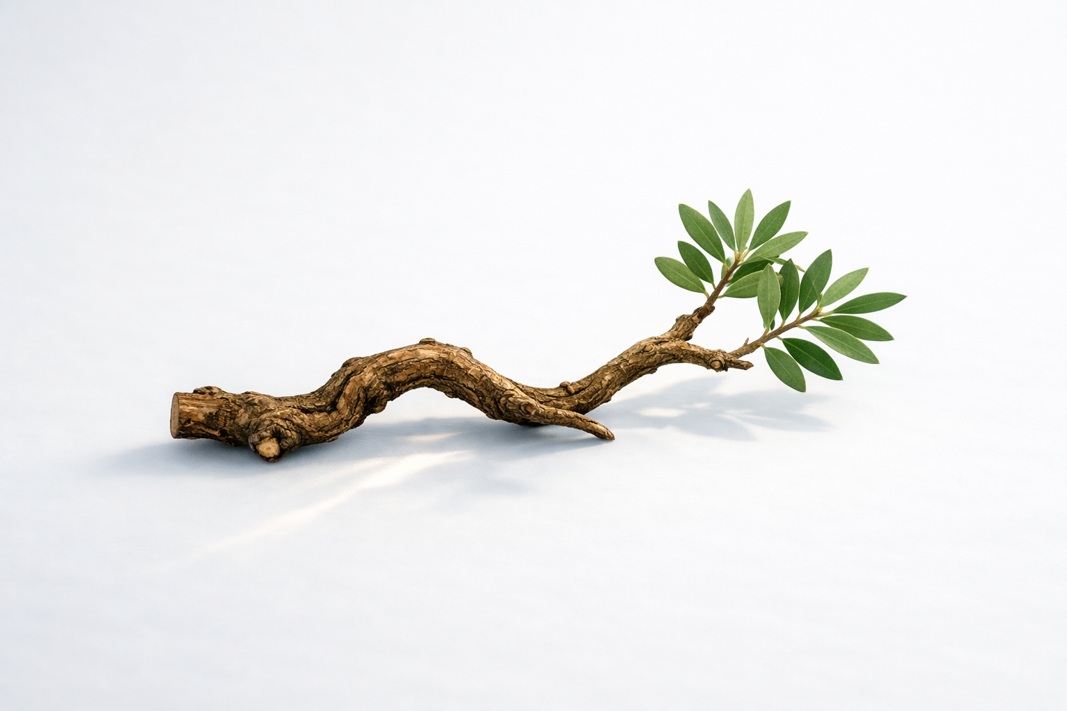 https://www.kinesiologi-liv.dk/
