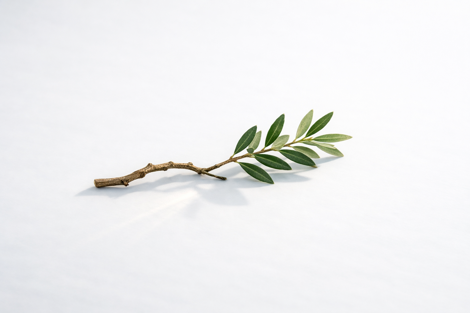 https://www.kinesiologi-liv.dk/