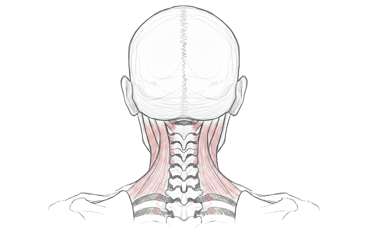 Illustration of human head and neck anatomy, showing muscles and spine from a rear view. Neat lines highlight muscle and bone structure.