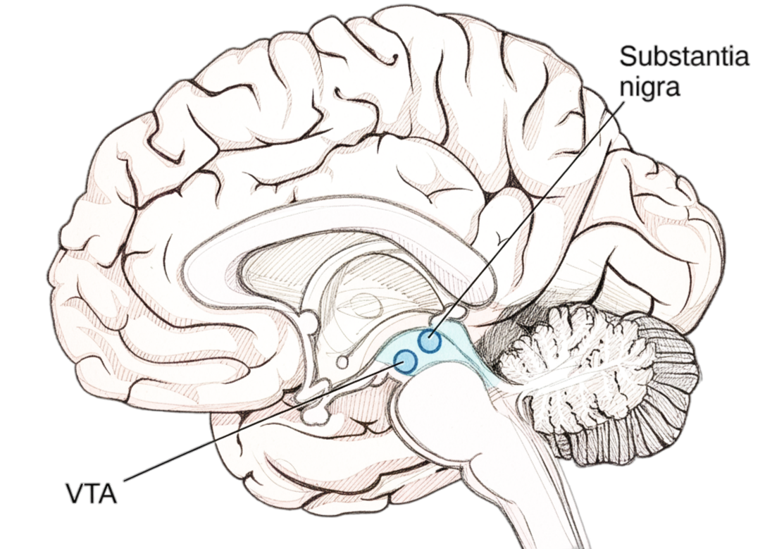 Illustrated cross-section of a human brain showing Substantia nigra and VTA in blue, labeled. The background is black.